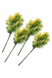 Искусственная ветка мимозы декоративная, 60 см, 5 веточек, жёлтые цветы, упаковка 10 шт. 00-19 фото 3